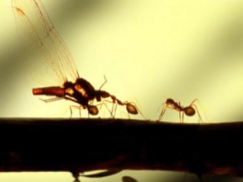 Silhouette of ants on a branch carrying a dragonfly