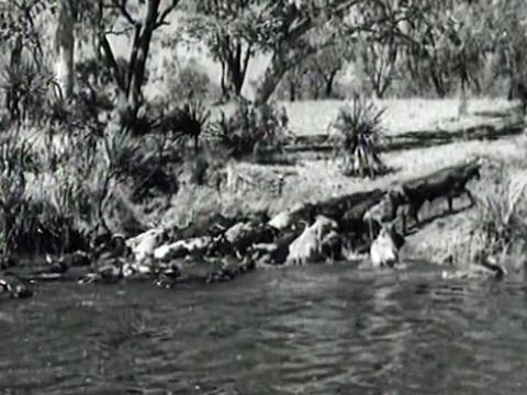 A herd of cattle emerging from an outback river in the bush