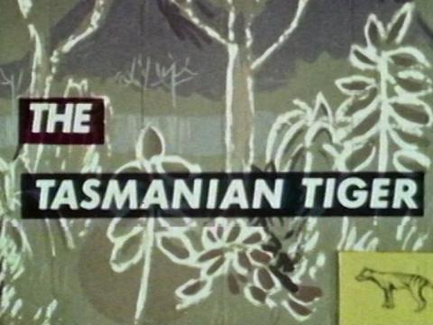 Title card reading 'The Tasmanian Tiger' with a small picture of a Tasmanian tiger below it