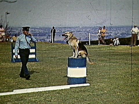 Centenary dog best sale obedience