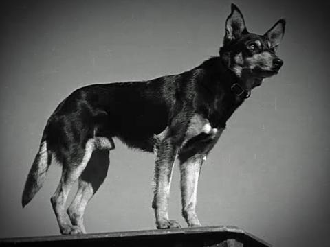 A Kelpie (sheep dog) standing up looking alert, circa 1947