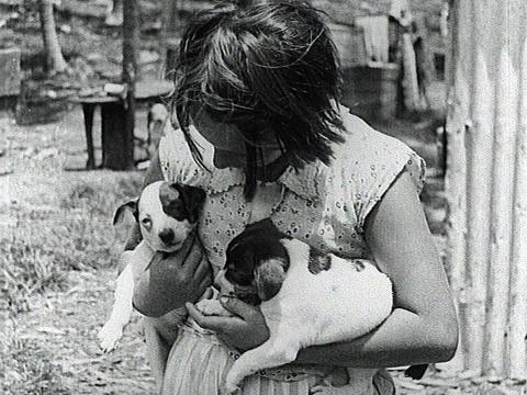 Young girl on Lord Howe Island holds two fox terrier puppies.