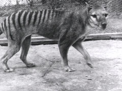 A tasmanian tiger (now extinct) filmed in 1932