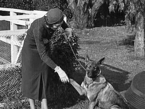 Young woman holds paw of German Shepherd at a dog show, circa 1930.