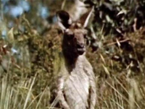 A kangaroo in the bush