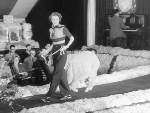 A woman wearing slacks is walking down a catwalk with a large ram on a leash walking beside her.