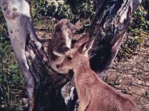 A koala sits int he fork of a gum tree while a kangaroo stands in front of it, facing the other way