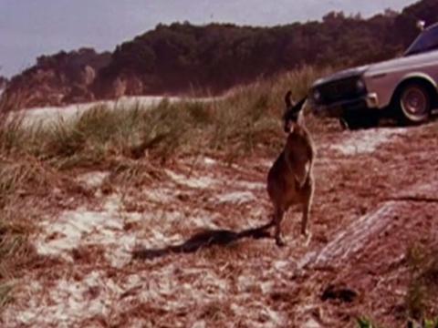 A kangaroo stands upright on the sand near a beach with a car in the background