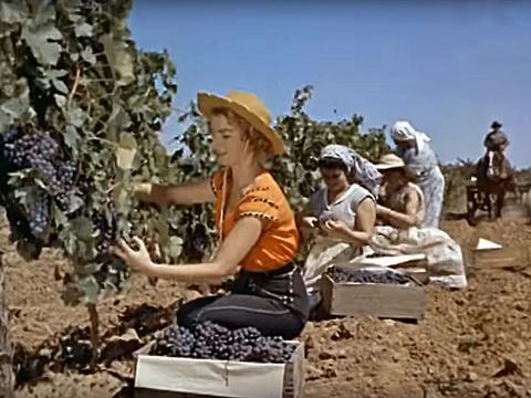 Women in a vineyard picking grapes, circa 1950