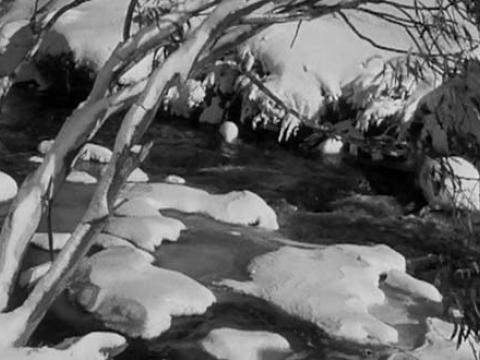 A tree arches over a river and riverbank covered with patches of snow at Thredbo