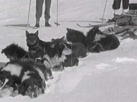 A pack of snow dogs resting in the snow
