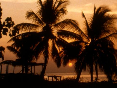 A beauitful scene of palm trees at sunset on Mer (Murray Island).