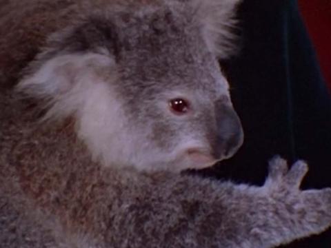A baby koala