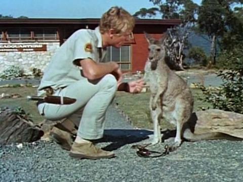 Ranger Jerry King crouches down to talk to Skippy the kangaroo with Waratah National Park Headquarters in the background