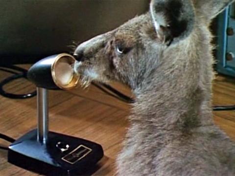 Skippy the kangaroo in front of a microphone stand on a desk