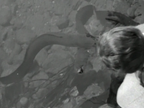 Eels swim under the water with a woman watching them from above.