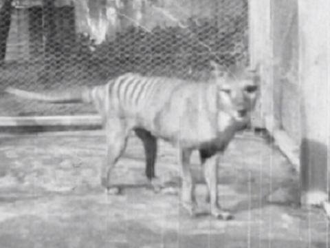 Thylacine in captivity