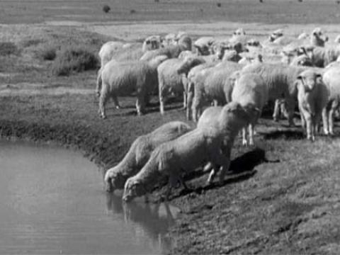 A flock of sheep by an outback waterhole, from which two of the sheep are drinking