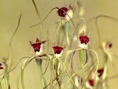 Close up of a bunch of white spider orchid flowers in Kings Park, Perth, circa 1950s