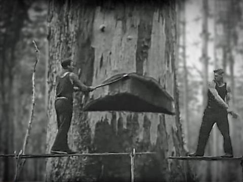 Two woodchoppers standing on a platform are chopping down an enormous tree in a West Australian hardwood forest, circa 1930s. 