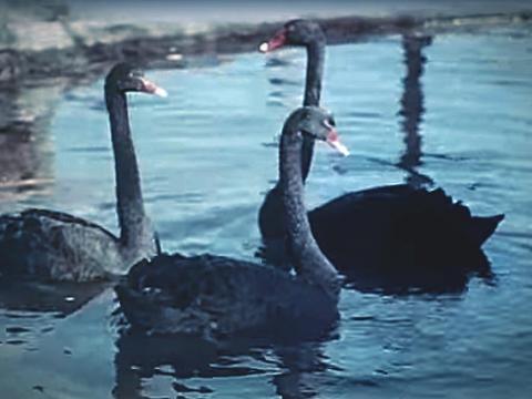 Close up of three black swans floating on a river in Perth.