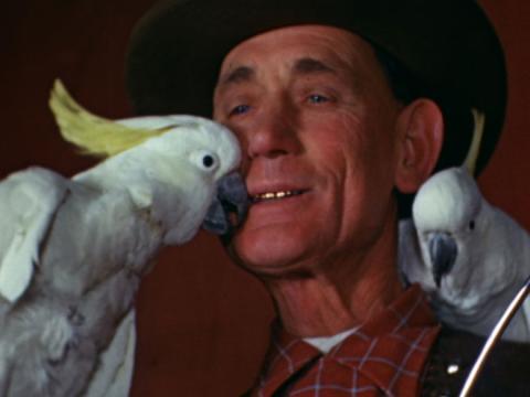 A man holding two trained cockatoos