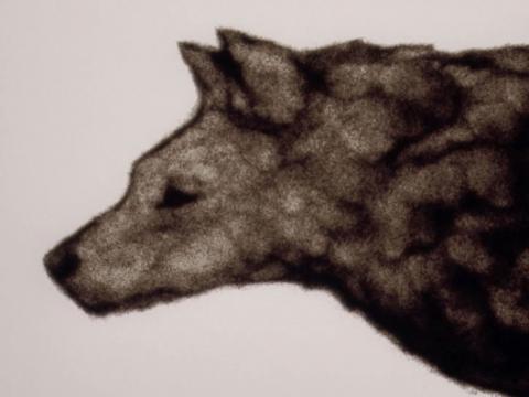 Profile of a wolf