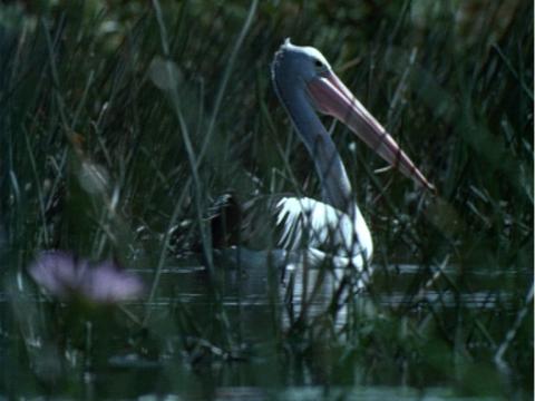 A pelican swimming amongst reeds in a swamp.