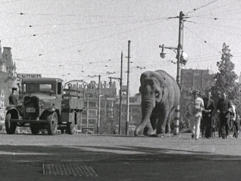 An elephant walks up a main street in Sydney