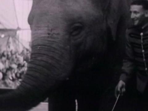 Close up of an elephant and its trainer