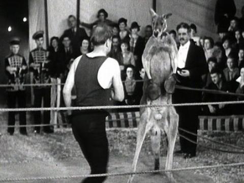 A kangaroo in a boxing ring with a man about to box