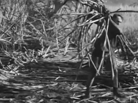 A man carries a pile of cut cane on his shoulder.