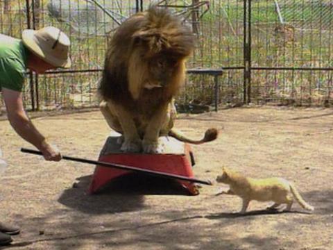 An animal trainer feeds a domestic cat while a lion looks on.