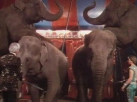 Four circus elephants performing.