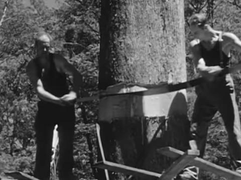 Two men fell a tree with a cross cut saw.