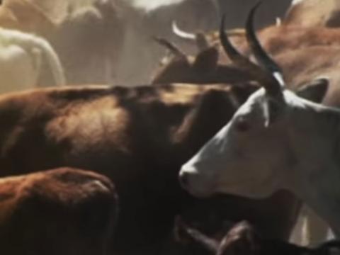 A herd of long horn cattle