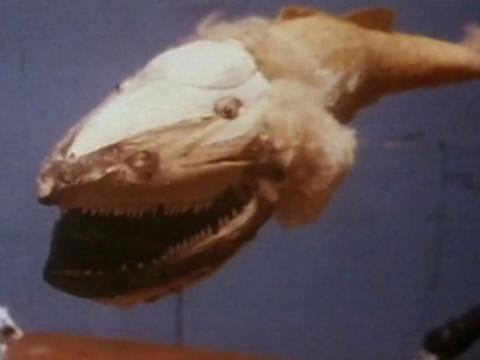 Animation still of a shark or whale-like model creature.