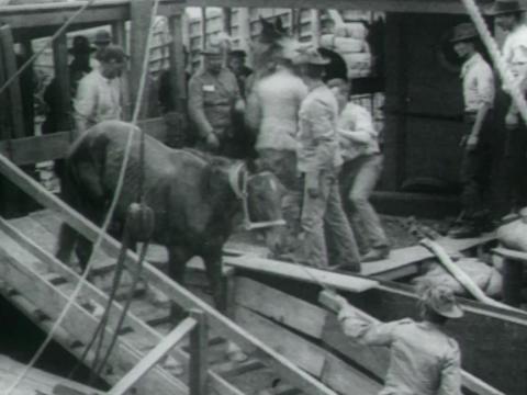 Horses board the SS Cornwall on 31 October 1899, prior to the ship’s departure for the Boer War.