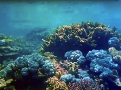 Underwater shot of different coloured coral in the great barrier reef.