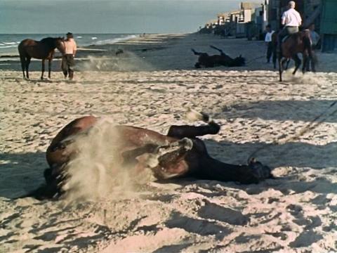 Horses at the beach in Adelaide