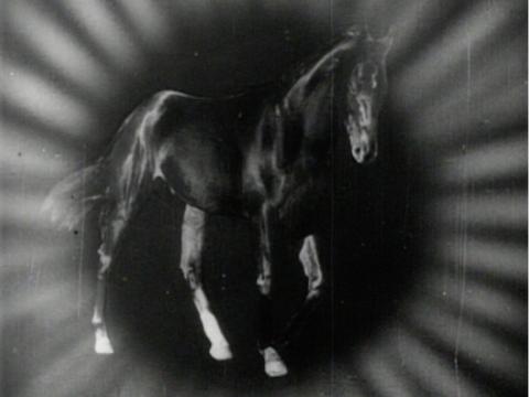 A graphic of dead horse Phar Lap surrounded by light. Created for a newsreel about his death.