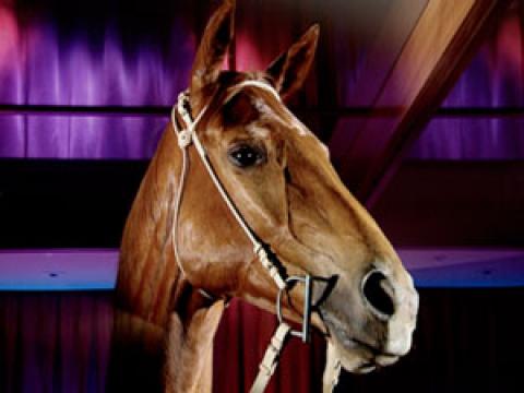 Racehorse Phar Lap's head in close-up. His stuffed hide is kept at the Melbourne Museum.