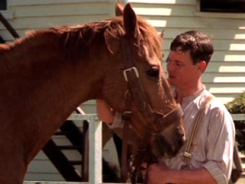  Tommy Woodcock (Tom Burlinson) strokes a horse playing Phar Lap in the movie Phar Lap.