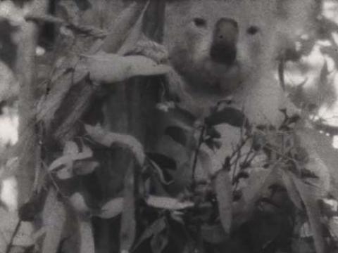 A koala in a gum tree looks towards the camera.