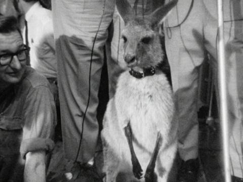 Skippy, wearing a lead, is surrounded by people.