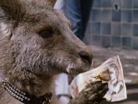 Skippy wears a diamontina encrusted collar and holds a one dollar bill
