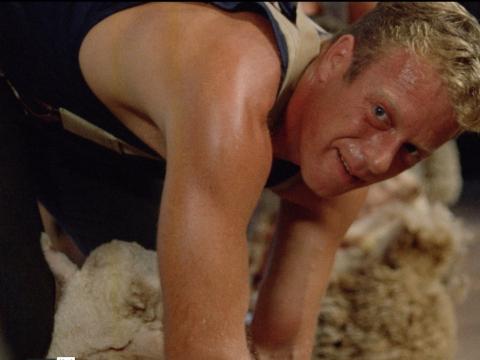 Actor Jack Thompson in a scene from Sunday Too Far Away (1975). He is shot from the side, bending down shearing a sheep. He is wearing trousers and a black singlet.