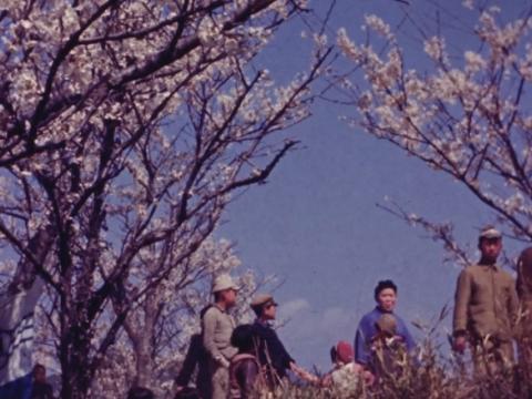 Japanese people walking among blossom trees