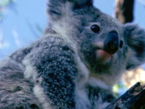 A koala on a gum tree in the bush