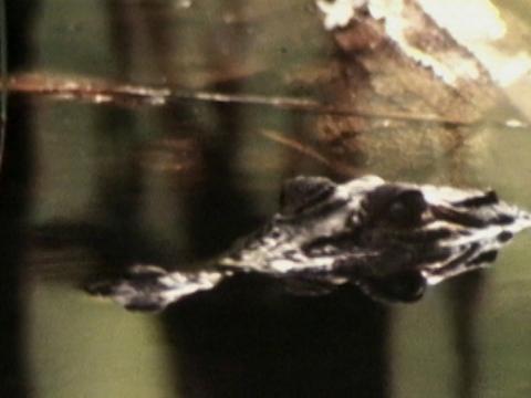 A crocodile's eyes above the water.